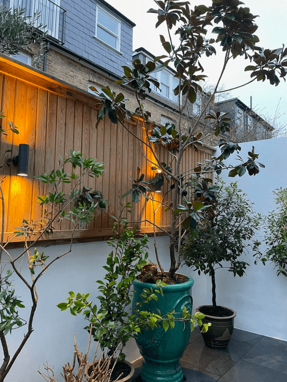 Cedar-clad courtyard wall lit at dusk, potted magnolia and olive