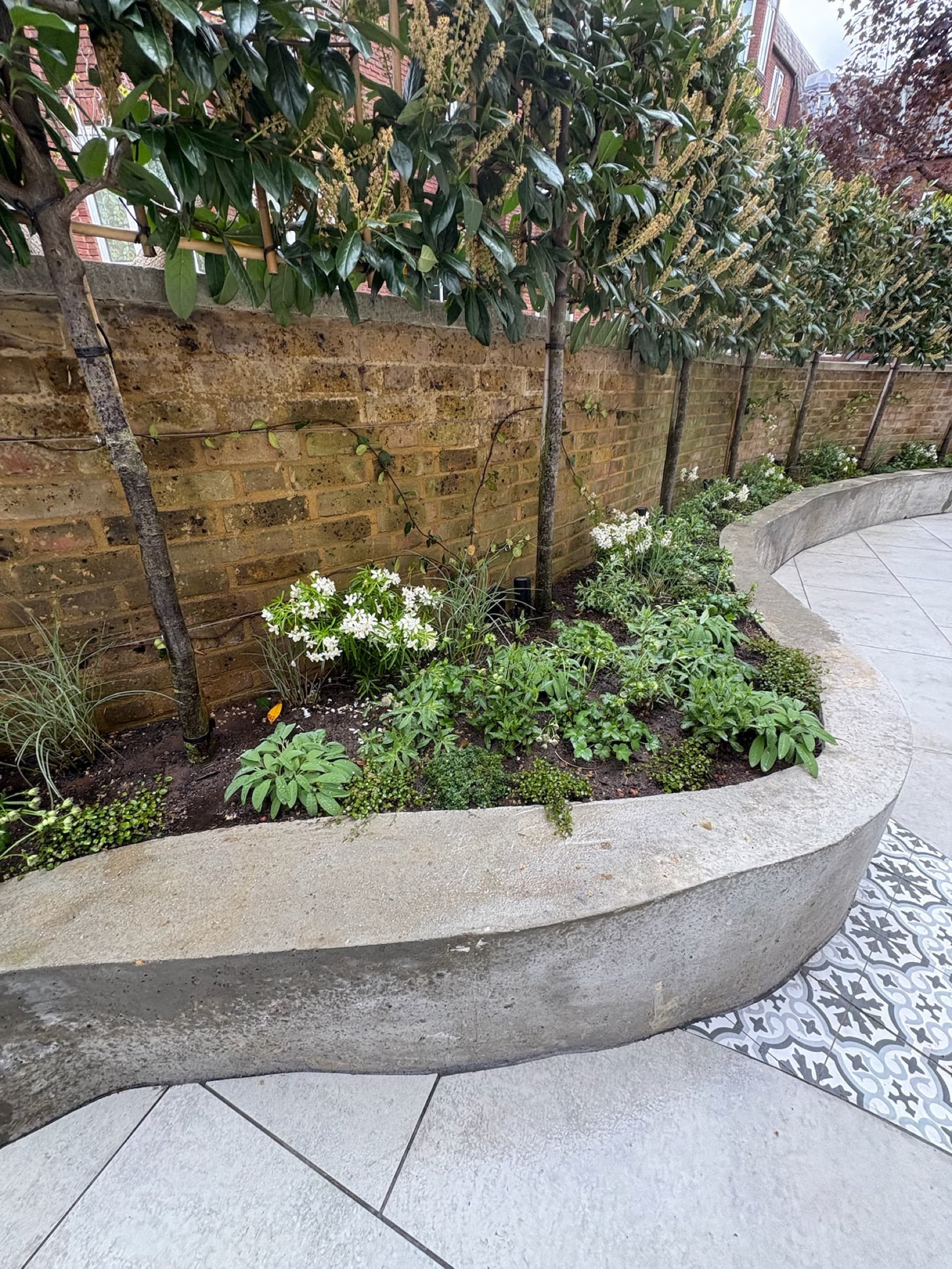 Curved concrete raised bed planted with pleached laurel and white choisya
