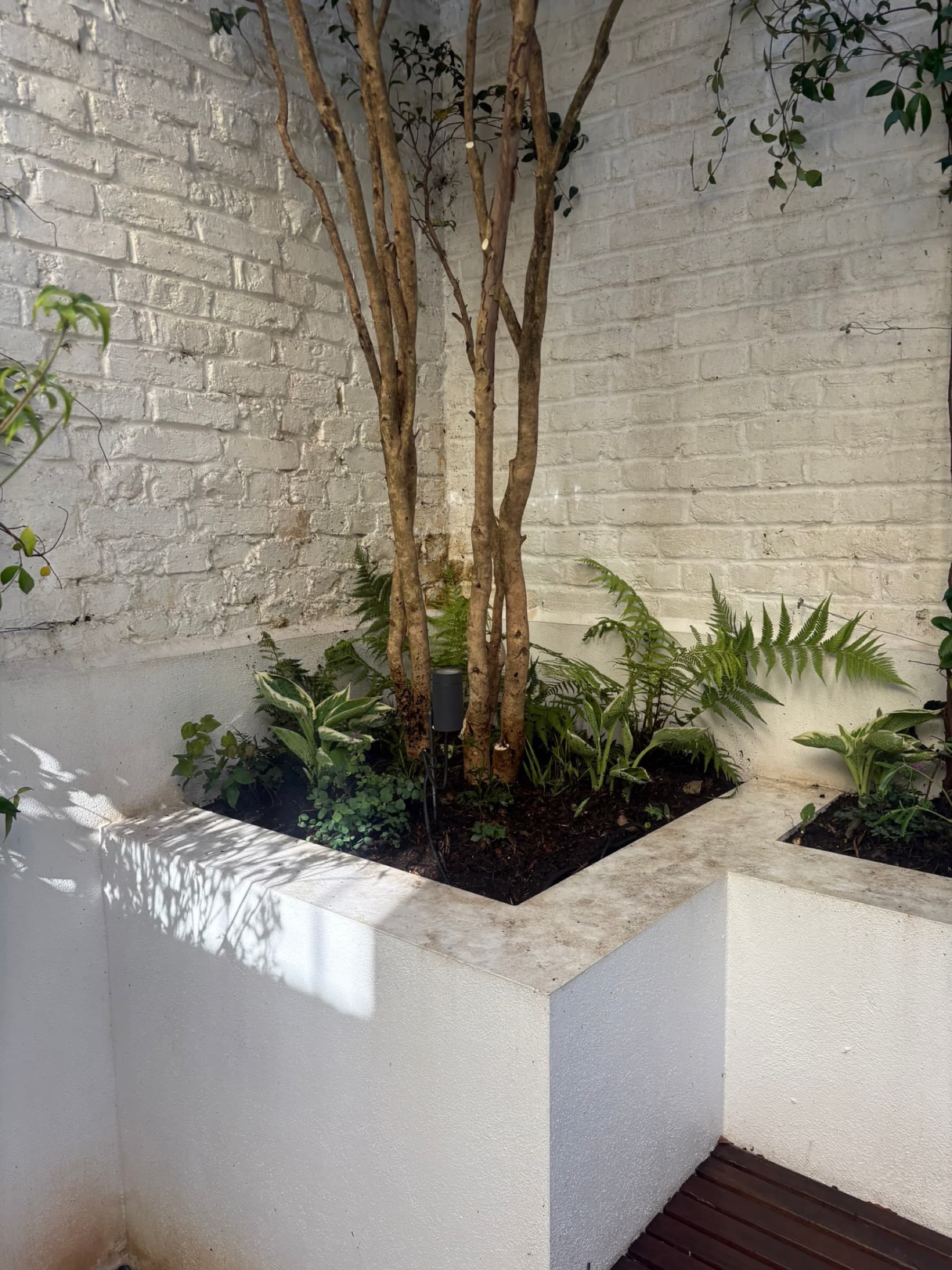White-washed courtyard corner with built-in planters, ferns and hostas