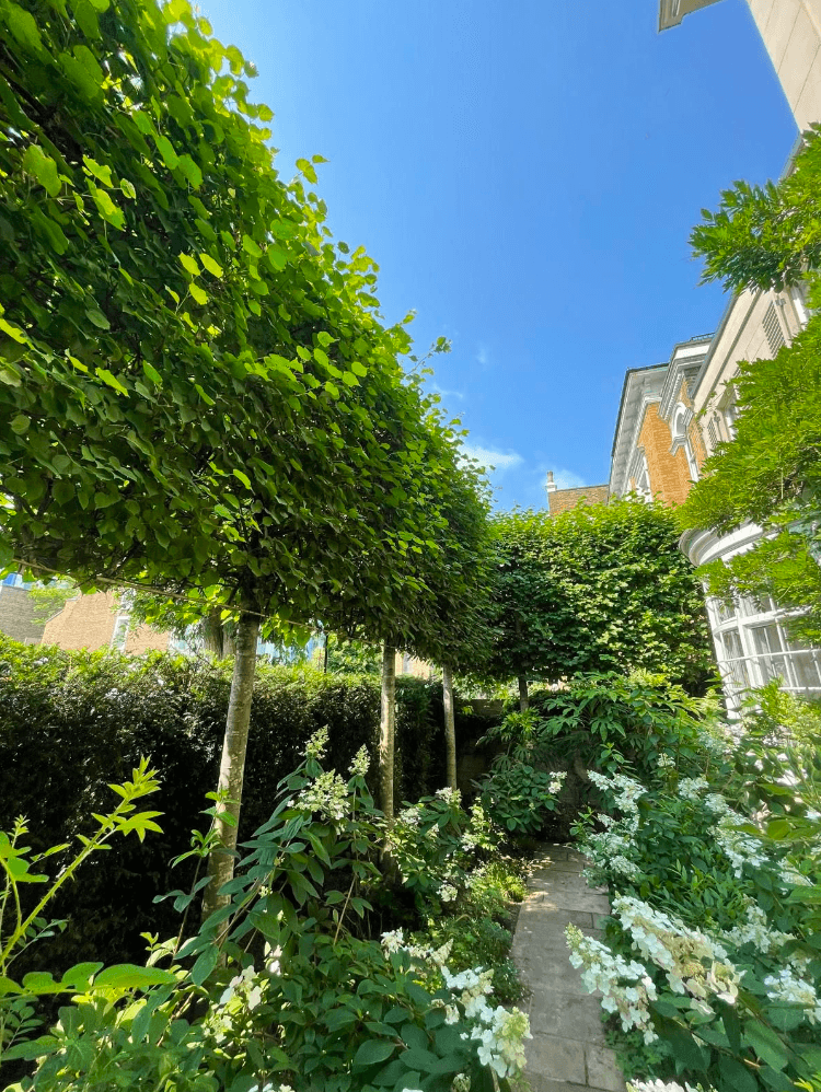 Pleached limes over a stone path, white hydrangeas below
