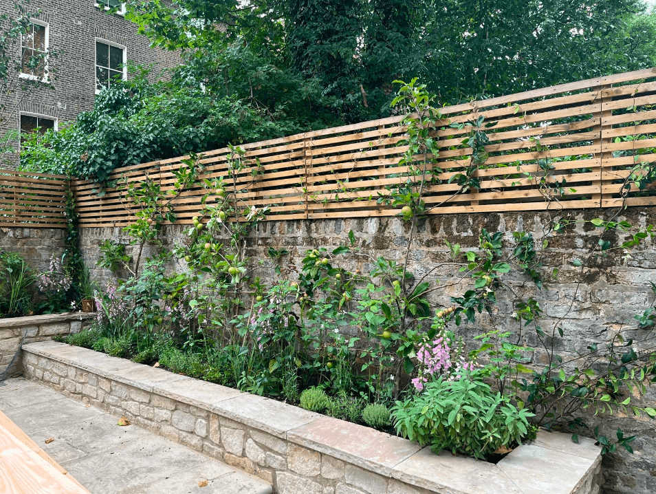 Raised stone beds and espaliered fruit trees in a walled Notting Hill garden